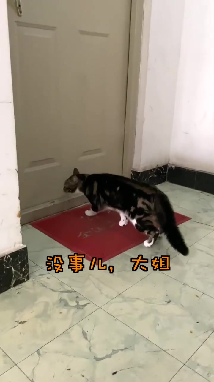 猫咪想要个会员哔哩哔哩bilibili