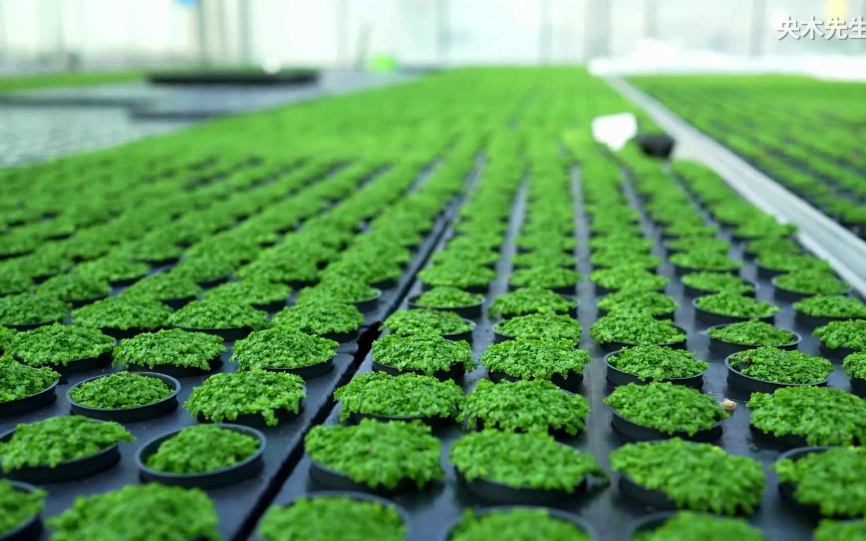 参观丹尼尔水草种植基地