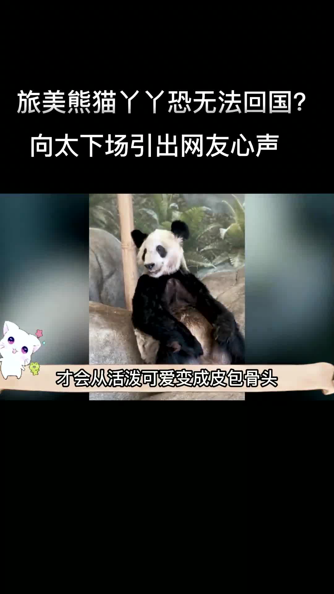 [图]旅美熊猫丫丫恐无法回国？向太下场引出网友心声：我们来养