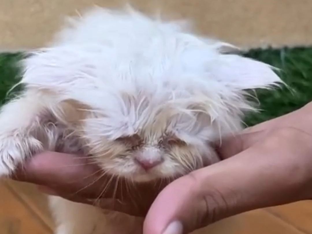 脏兮兮的流浪小奶猫被救后这么可爱