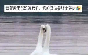 Descargar video: 真·天鹅舞！一对天鹅在湖中翩翩起舞，网友：第一次见到芭蕾舞原型。