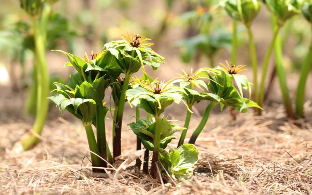 云南滇重楼七叶一枝花种子种植