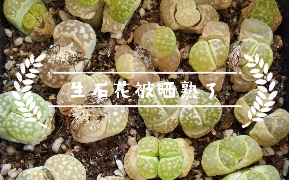 浅谈多肉植物的光照(经验科普)哔哩哔哩bilibili