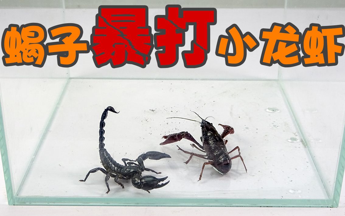 龙虾大战马蜂图片