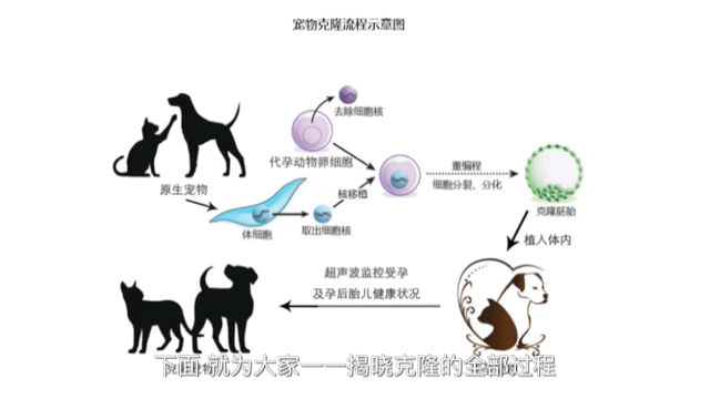 生物克隆技术哔哩哔哩bilibili