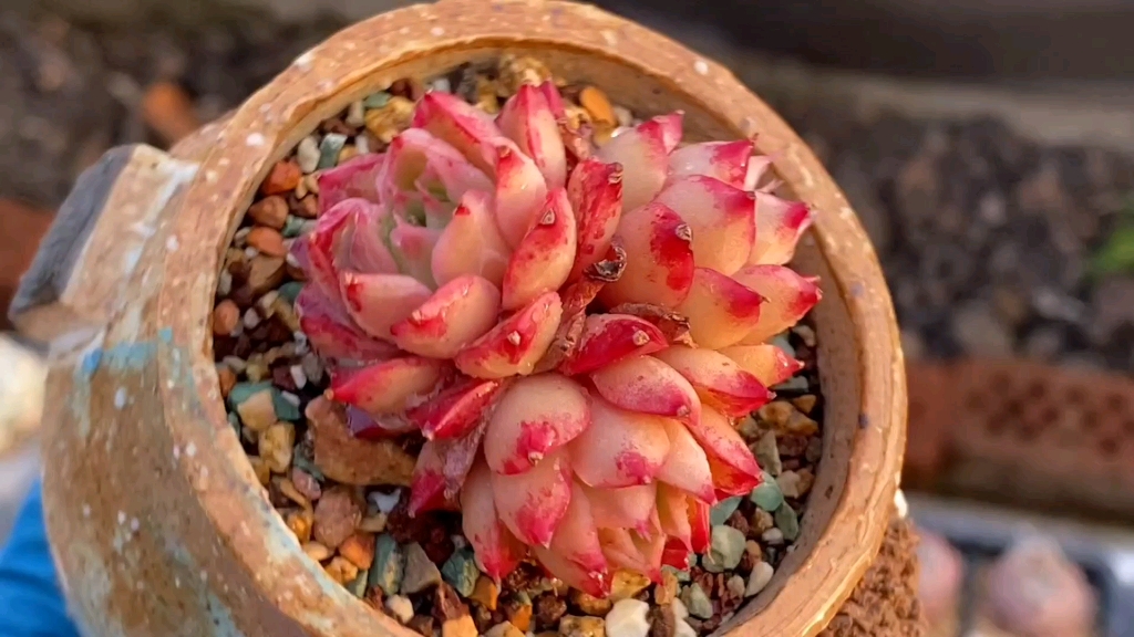 阳台党也能养好的小群生多肉小海螺,韧爪,粉蓝鸟便宜又好出状态