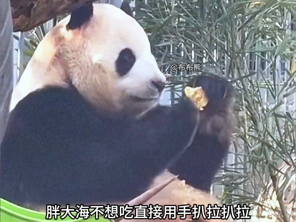 直到看到圆润左右为难我才明白北动的窝窝头到底有多难吃,就连乌鸦吃