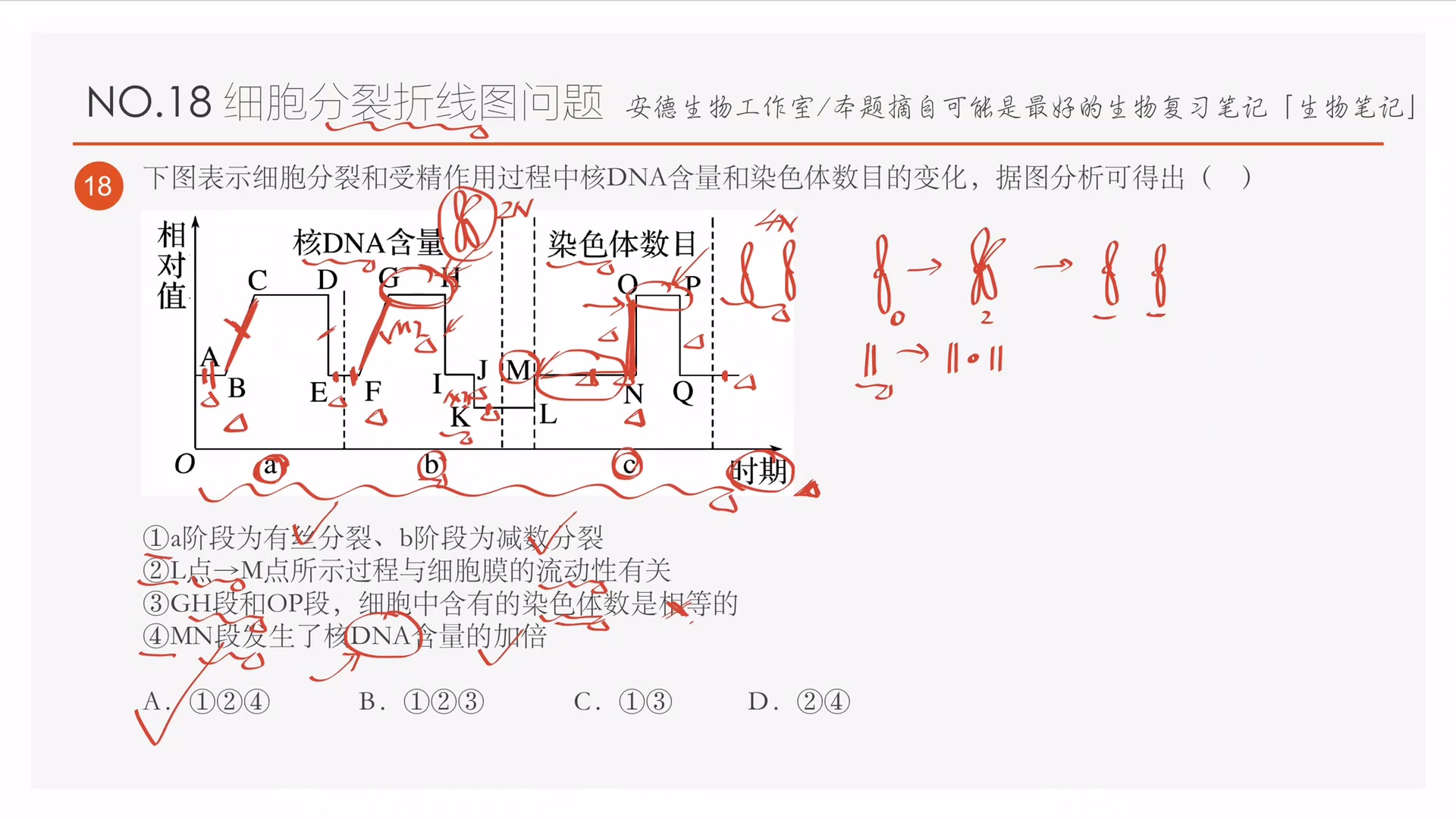 性染色体复制图解图片