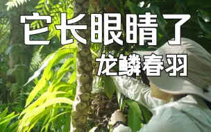 Download Video: 春羽，拥有龙鳞和眼睛的奇妙植物，不容错过！