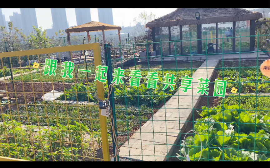 共享菜园能否持续发展?评论区讨论,一起探索!