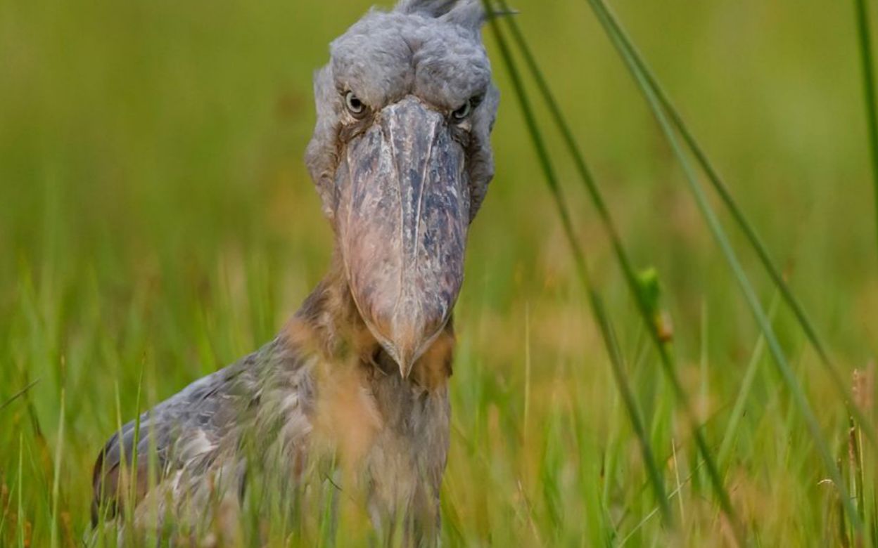 这种鸟的头和嘴巴非常大,脸部表情呆滞,整个形象能做一个表情包