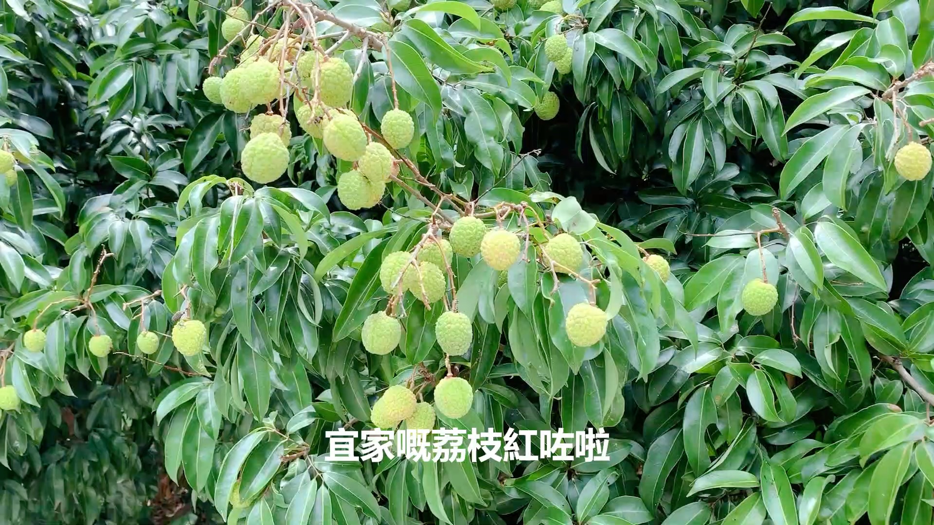 [图]疾控后山荔枝成长记