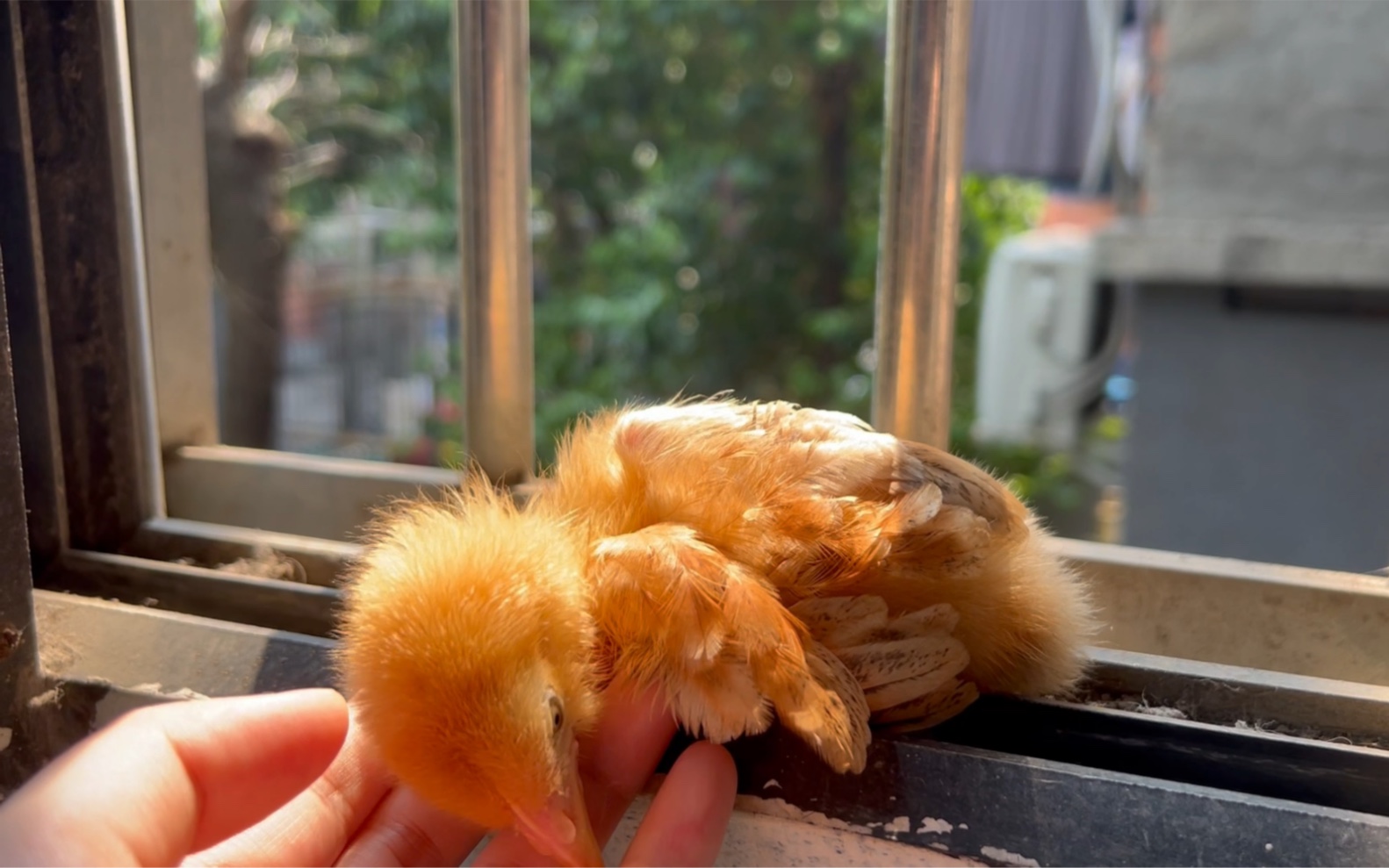 小鸡在窗台上晒太阳,舒服的张开了翅膀躺下了,好乖!