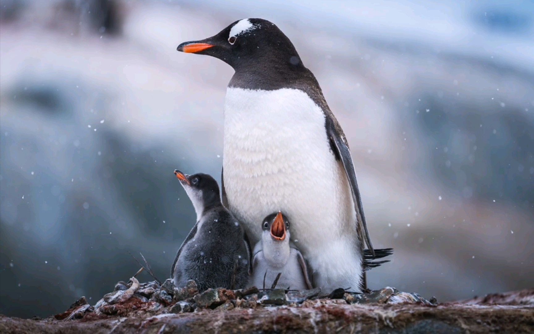 南极企鹅【摄影审美提升】【地球脉动】【南极摄影】_哔哩哔哩_bili
