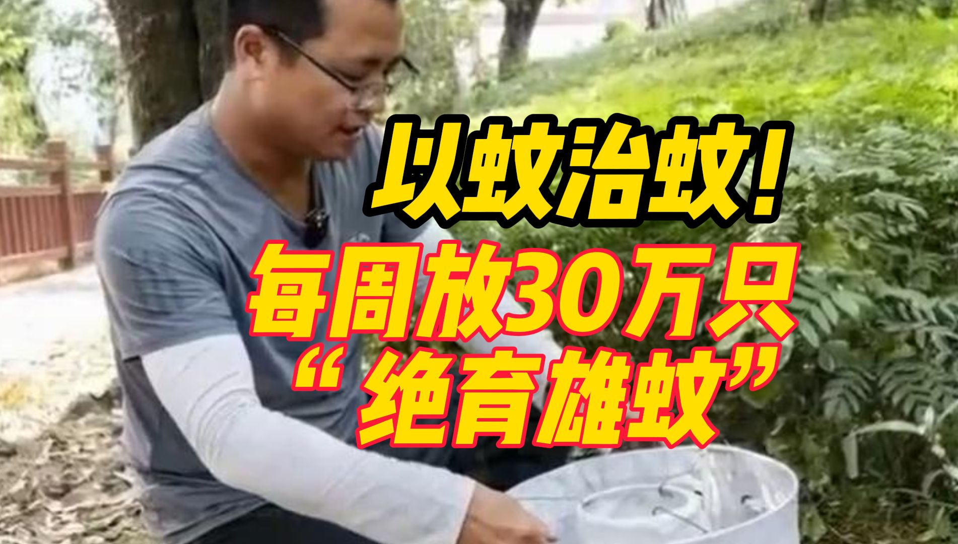 每周放30万只“绝育雄蚊”!与雌蚊交配产的卵无法成功孵化,广州一村“以蚊治蚊”防控登革热哔哩哔哩bilibili