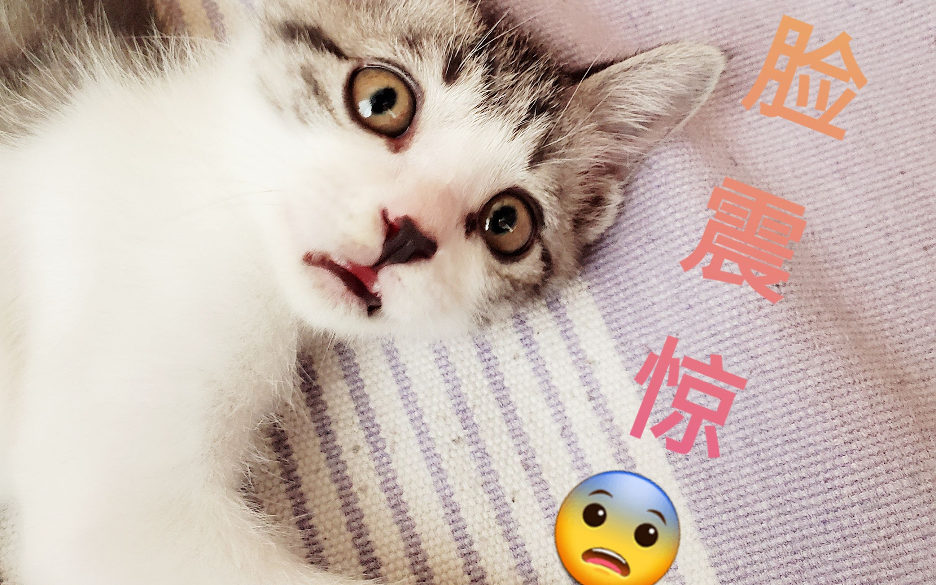 喵脸震惊!_哔哩哔哩 (゜-゜)つロ 干杯~-bilibili