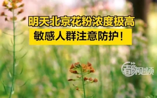 出门注意防护!明日北京花粉浓度极高哔哩哔哩bilibili