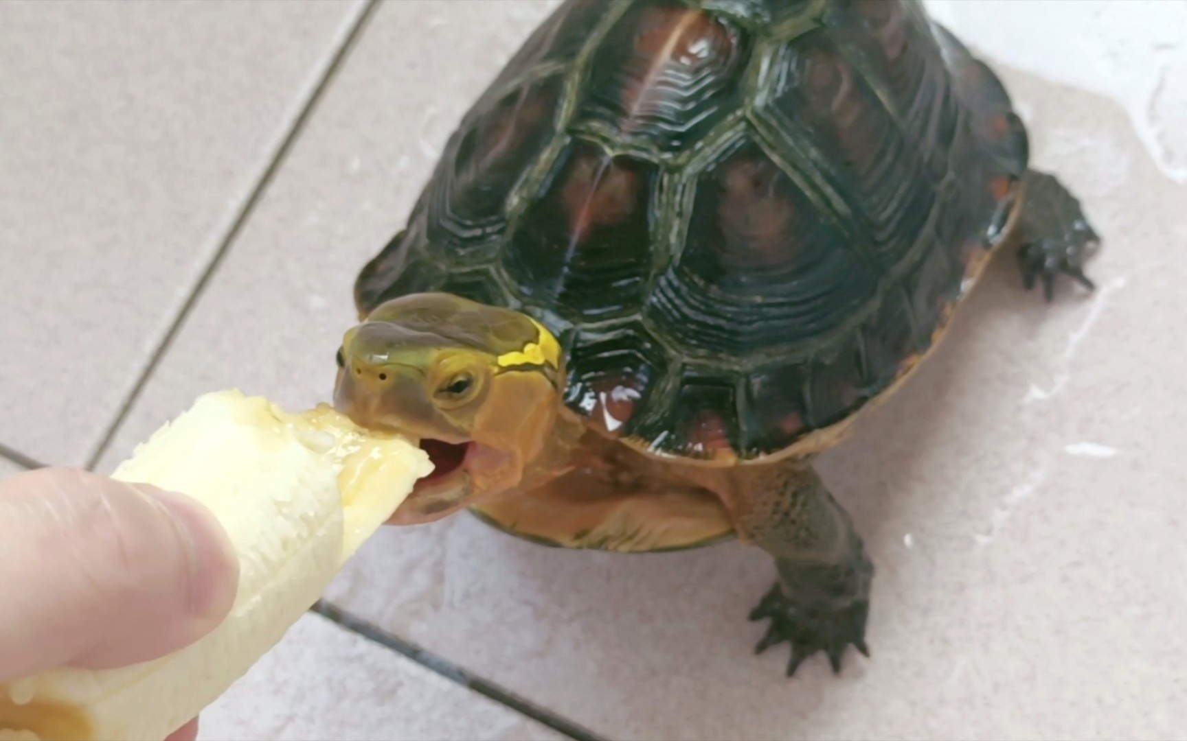 千元买了一只黄缘闭壳龟,养了11年后成精了,一召唤就过来