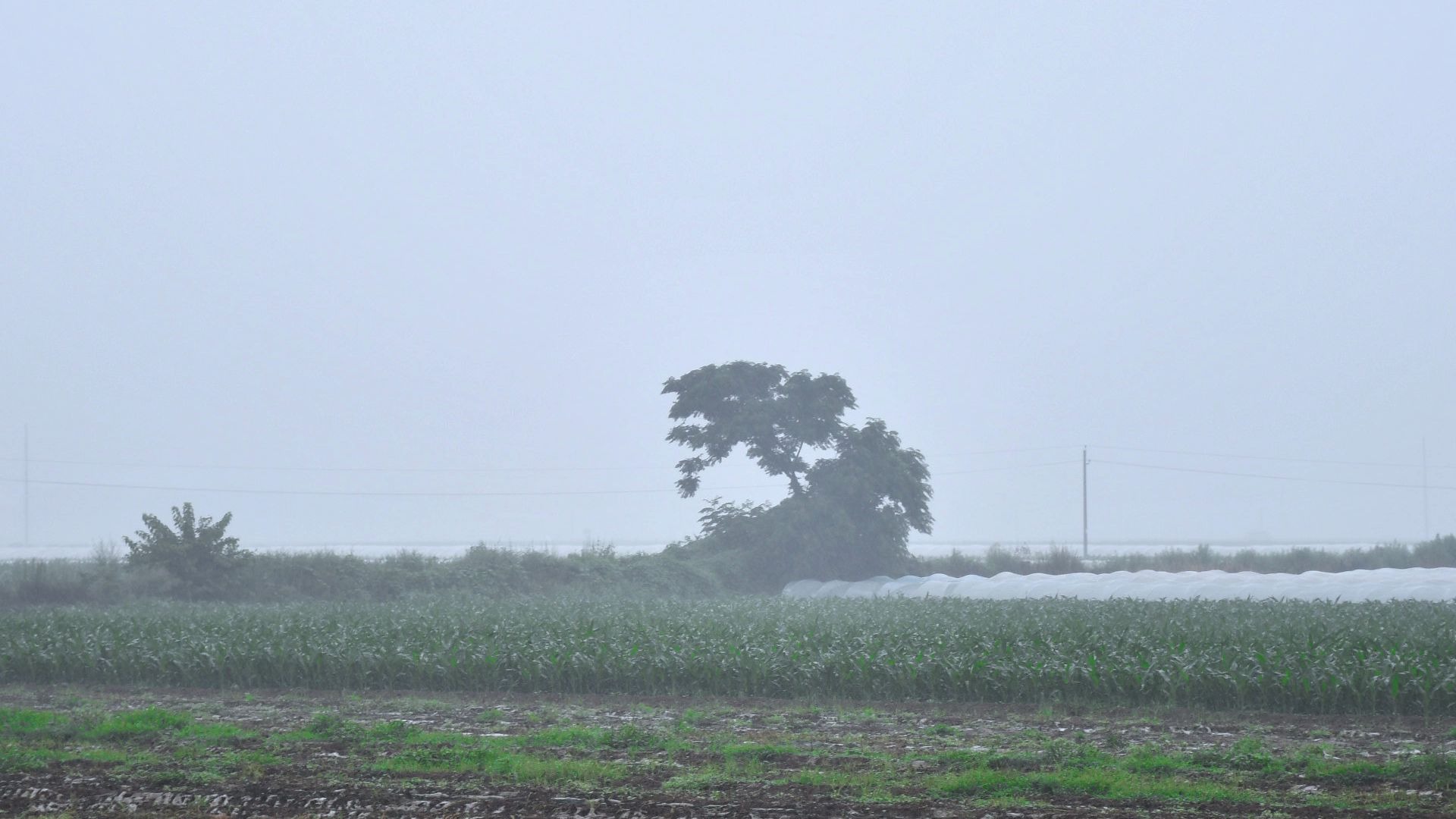 [图]我曾这样寂寞的生活，家乡的雨景。