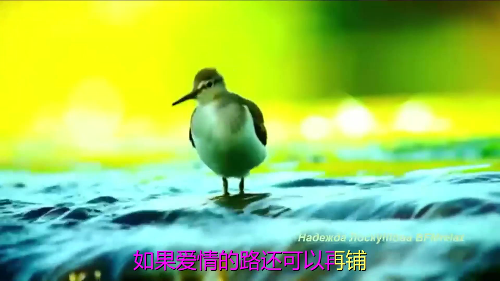 [图]爱情歌曲大全经典老歌《丢了幸福的猪》