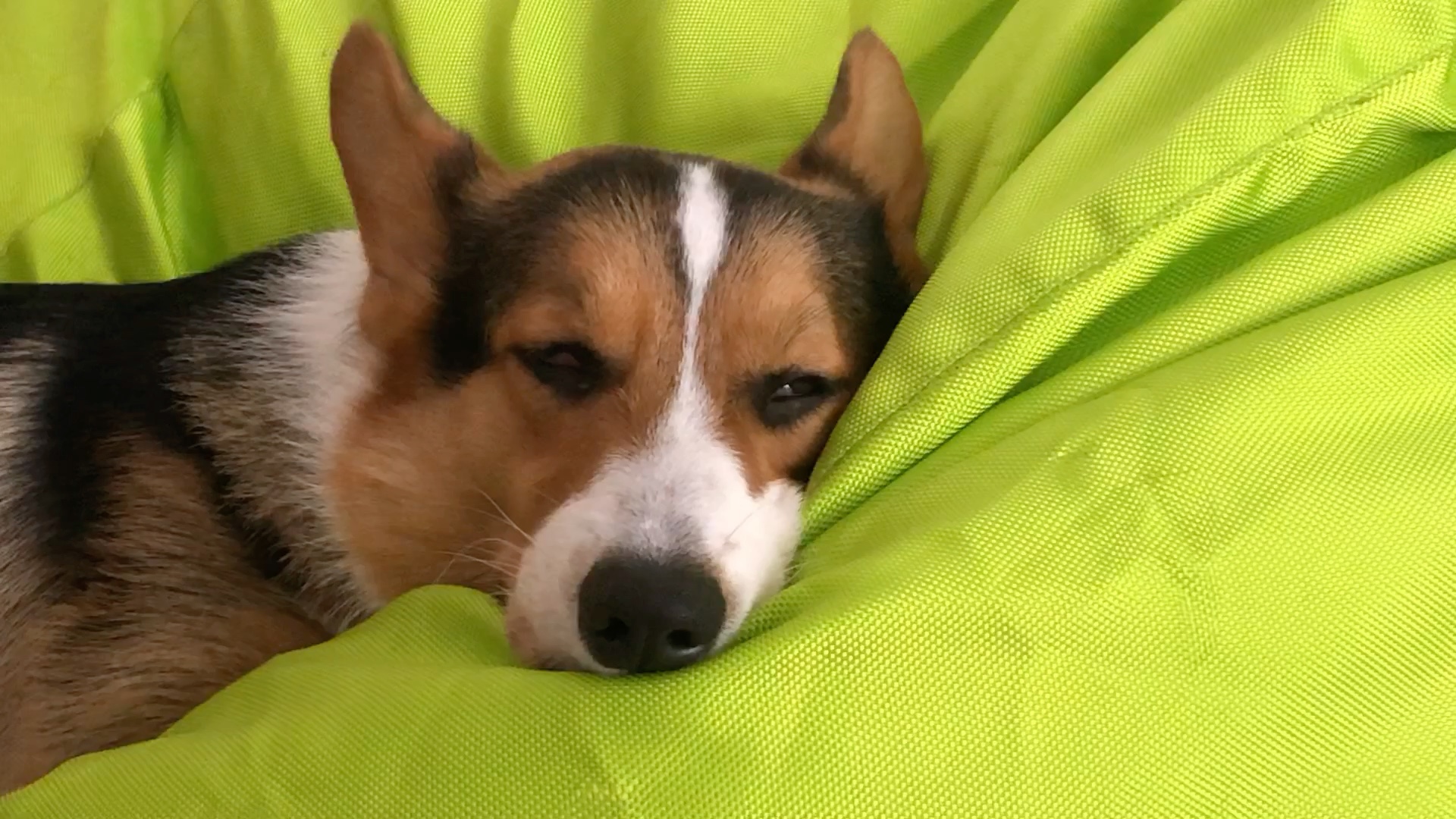 【柯基】见识一下柯基的三眼皮_哔哩哔哩 (゜-゜)つロ 干杯~-bilibili