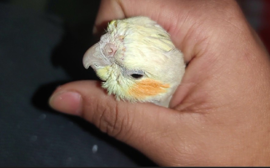 【玄凤鹦鹉】挠痒痒么?挠秃头的那种额,哈哈!