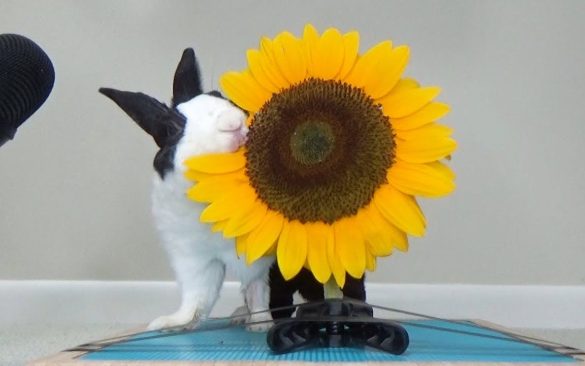 兔子吃向日葵,这嘴速也太快了吧