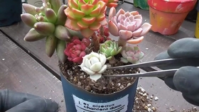 インテリアにぴったりの多肉植物 哔哩哔哩 つロ干杯 Bilibili