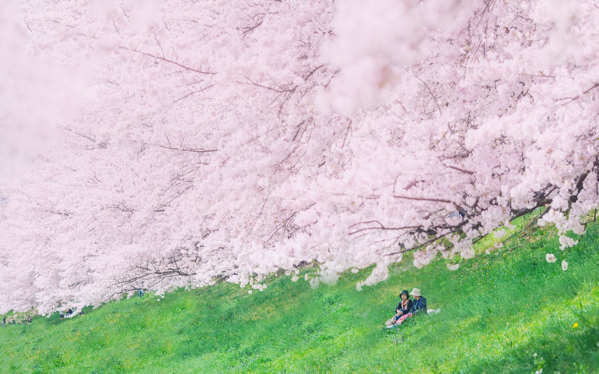 [图]春天的美好是风用了心｜我拍了3年的樱花都在这里了🌸 日本京都奈良近江八幡吉野山