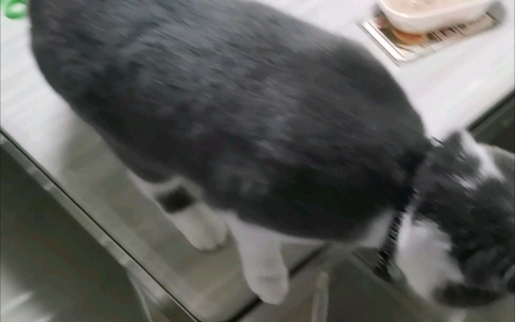 猫肉怎么做好吃哔哩哔哩bilibili