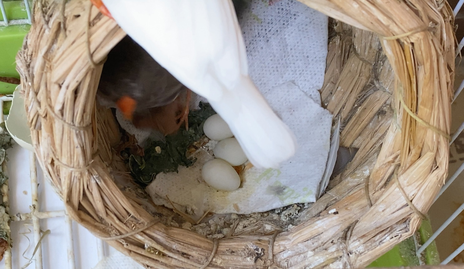 珍珠鸟成长日记之小灰自主生蛋