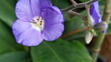 鴨跖草科觀花觀葉植物垂花藍姜_嗶哩嗶哩_bilibili