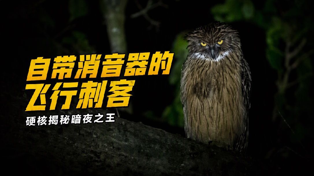 千万不要随便投喂一只猫头鹰