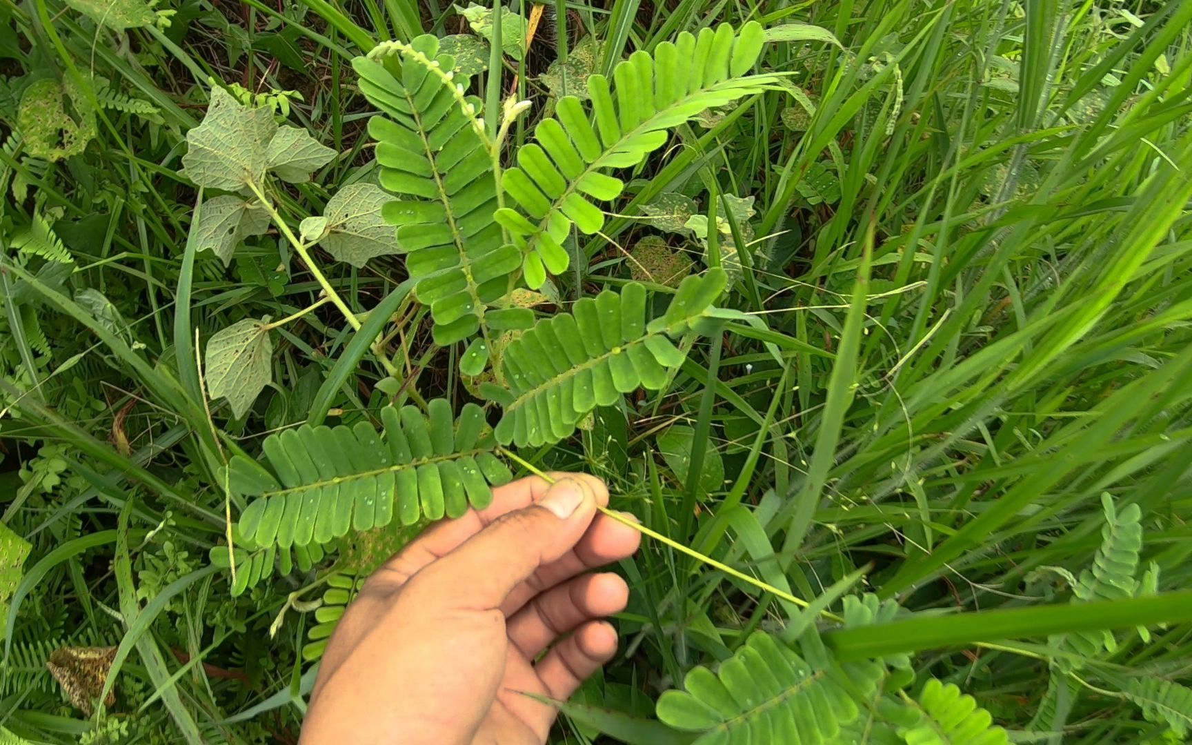 这味草药,广东人喜欢用它煲汤,植物学名广州相思子,认识吗?