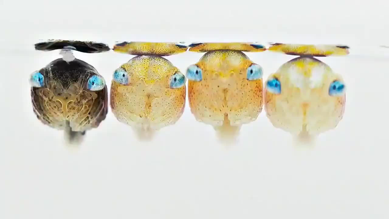 原来螃蟹小时候眼睛这么大在水里晃来晃去好可爱呀