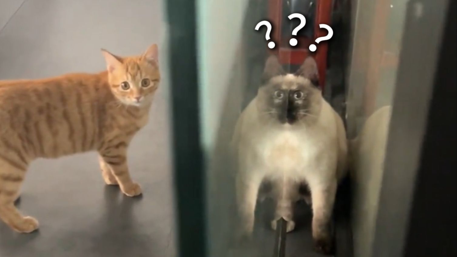 《动物迷惑行为大赏280》