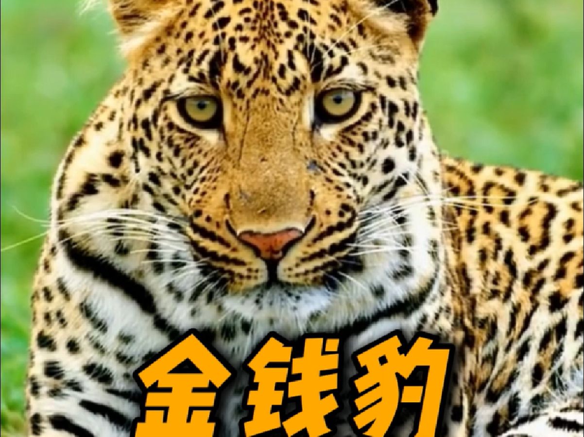金钱豹:开席我太难了