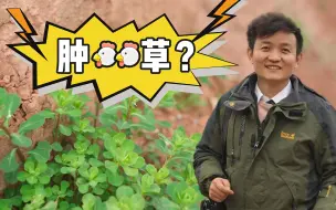 Download Video: 【水果猎人】湖南刷山，这种草貌似可以“精准打鸡”