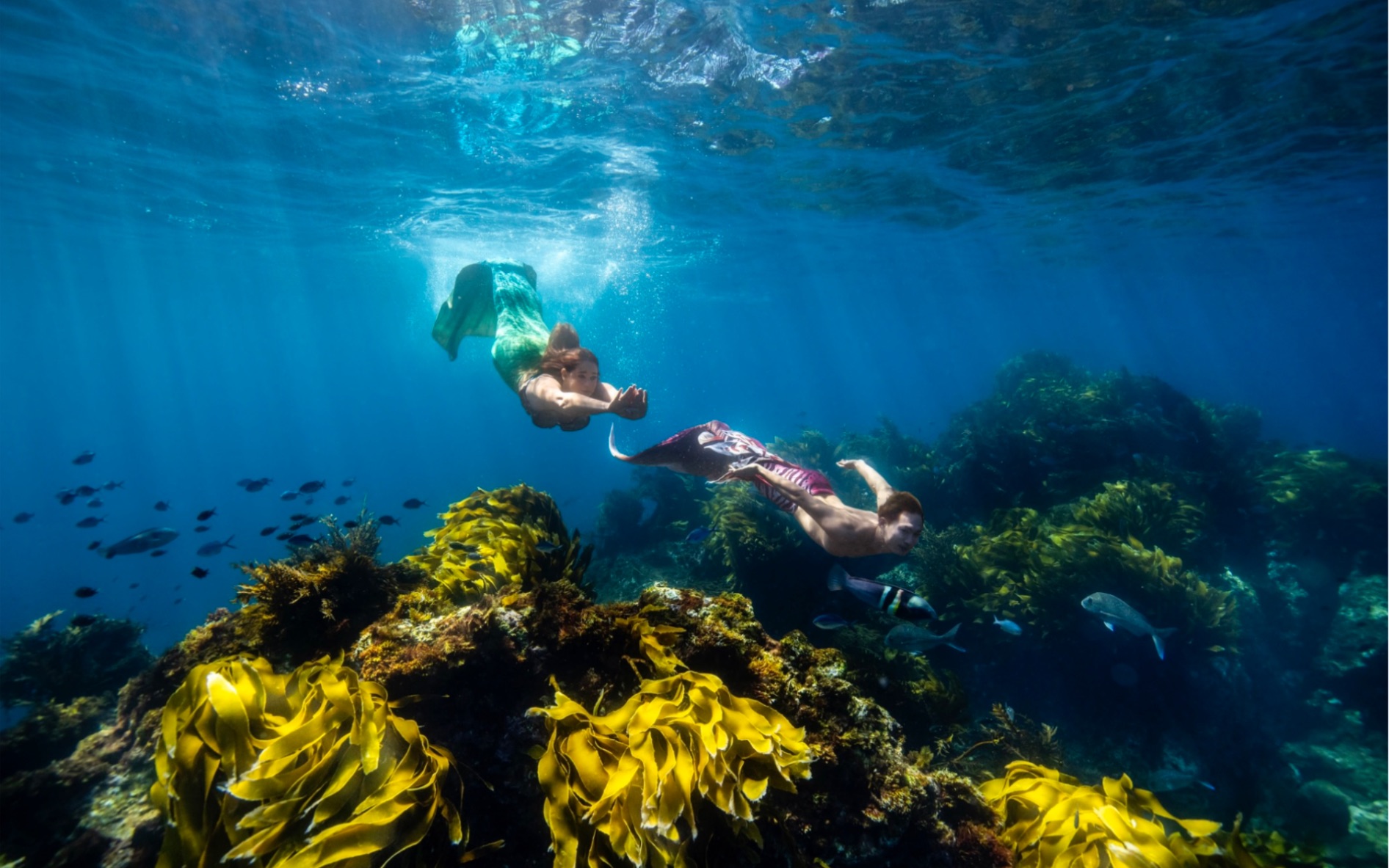 国际美人鱼日,我代表中国美人鱼潜入新西兰海底