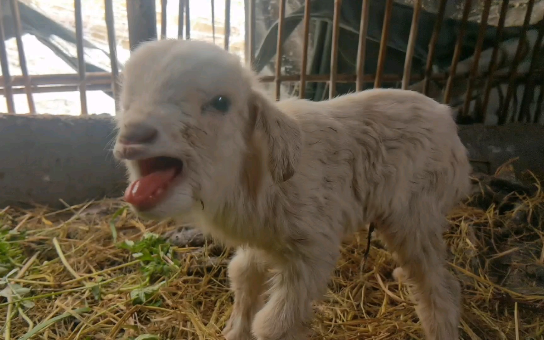 今天出生一窝四胞胎羊宝宝,叫的很大声