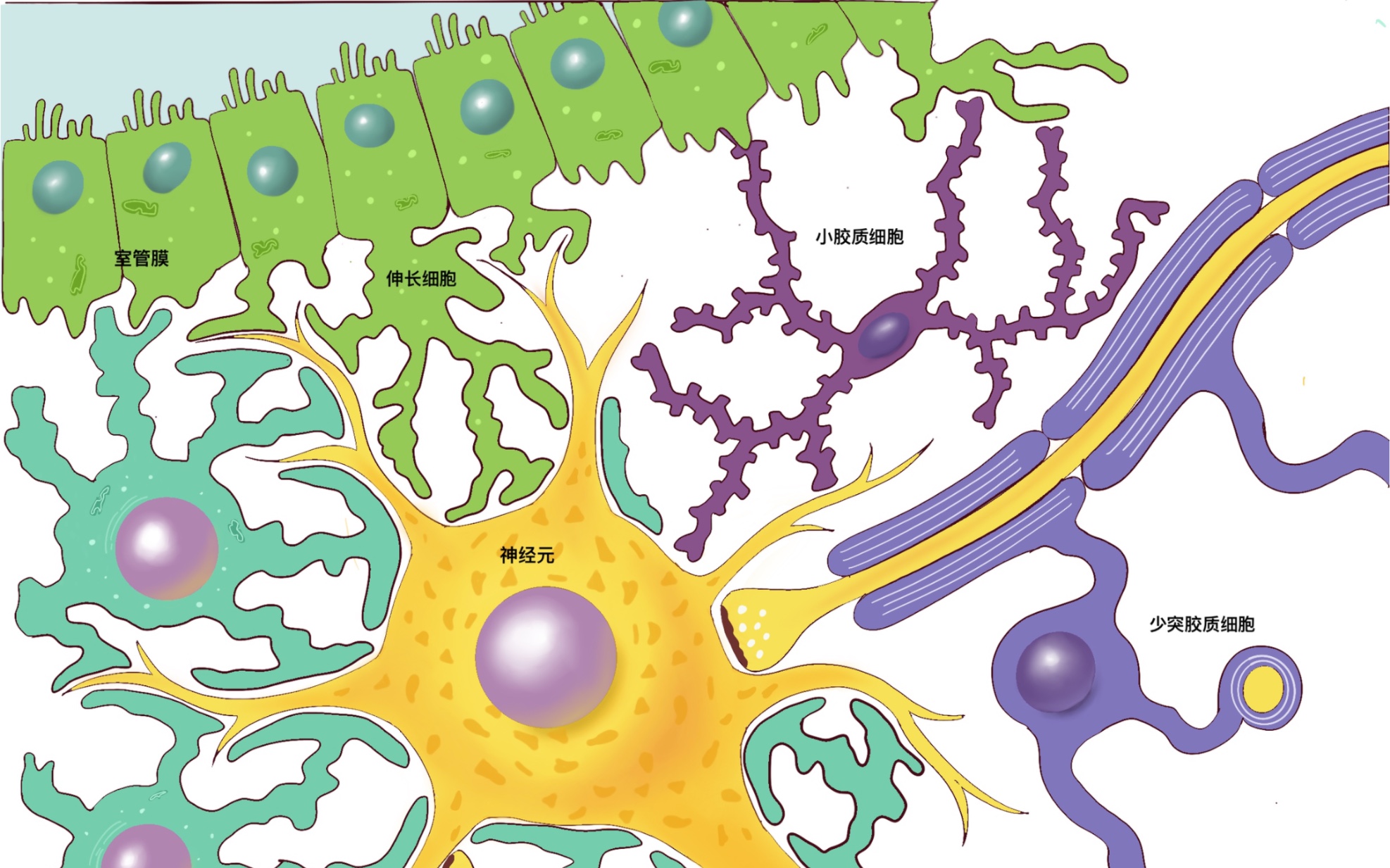 医学插画|神经元|胶质细胞及其类型|神经解剖学哔哩哔哩bilibili