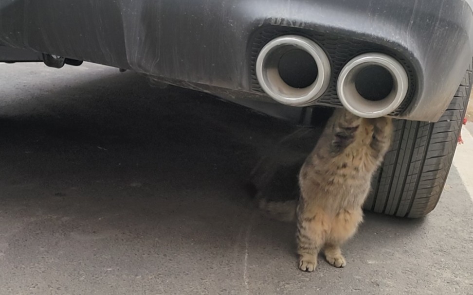 任何时间 任何地点 遇到猫猫 就地亲亲7815会修车的喵师傅超级