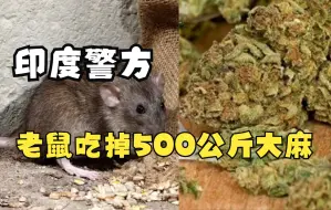 Download Video: 印度一警察局被要求交出收缴的500余公斤大麻 警方：被老鼠“吃”了