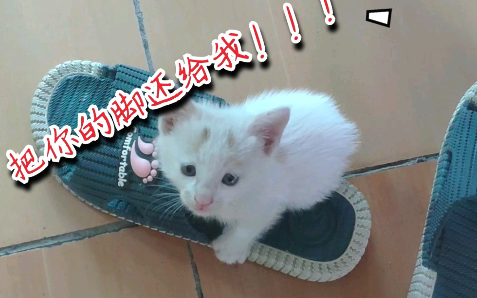 拥有一只喜欢吃臭脚的猫是什么感受!