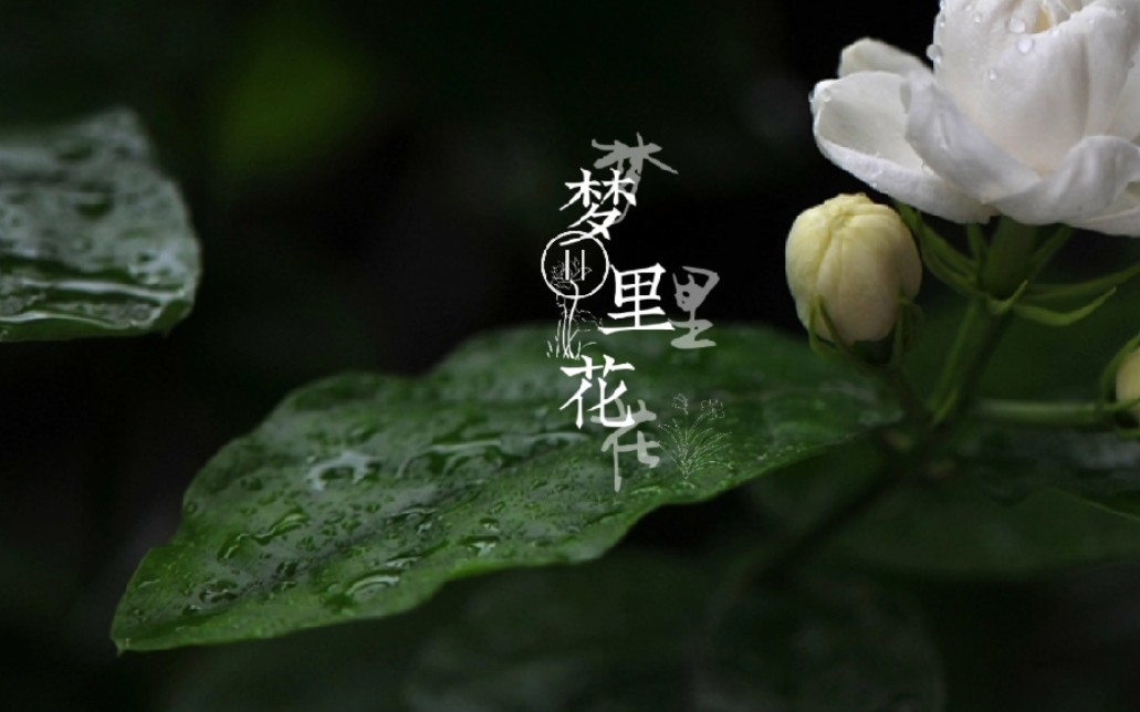 【动态歌词排版】梦里花|卢卢快闭嘴