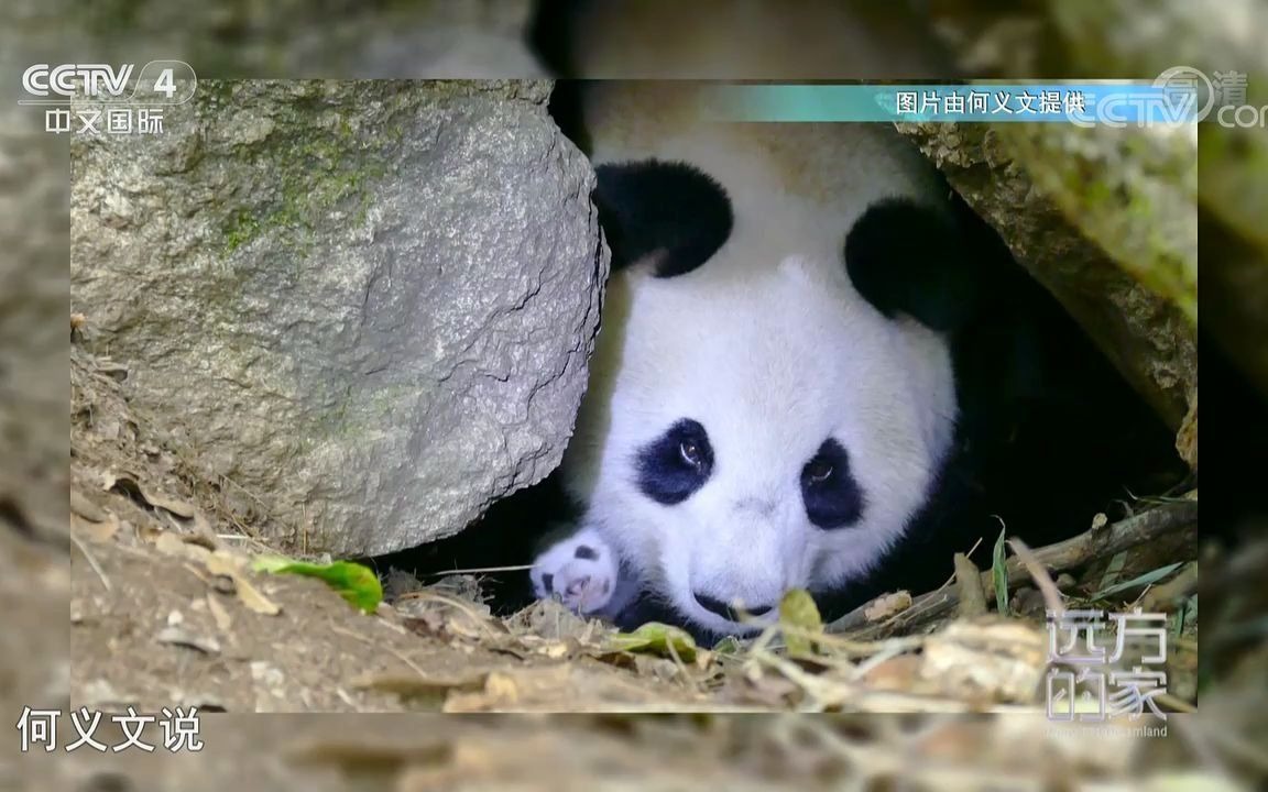 [图]【秦岭大熊猫】探访野生大熊猫洞穴