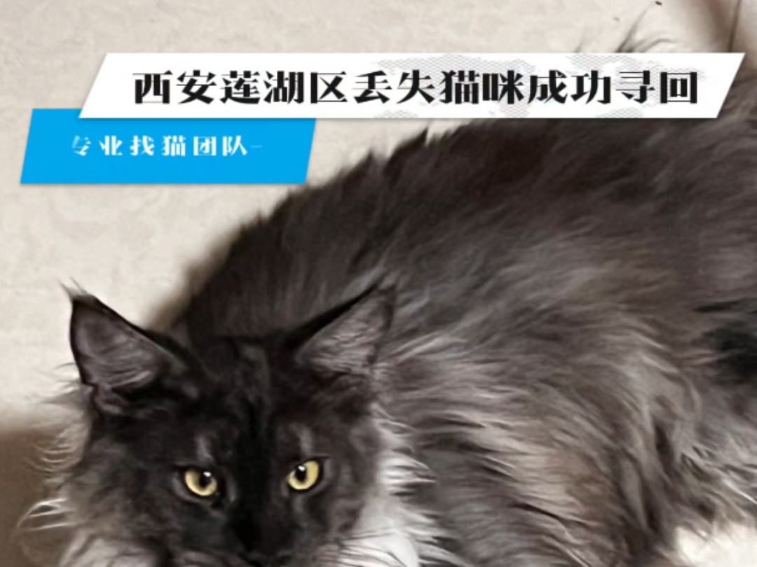 专业找猫团队成功寻回西安莲湖区丢失猫咪,如有需要可以随时联系我们,寻宠师经验丰富,寻回率高,7*24小时在线,随时出发哔哩哔哩bilibili