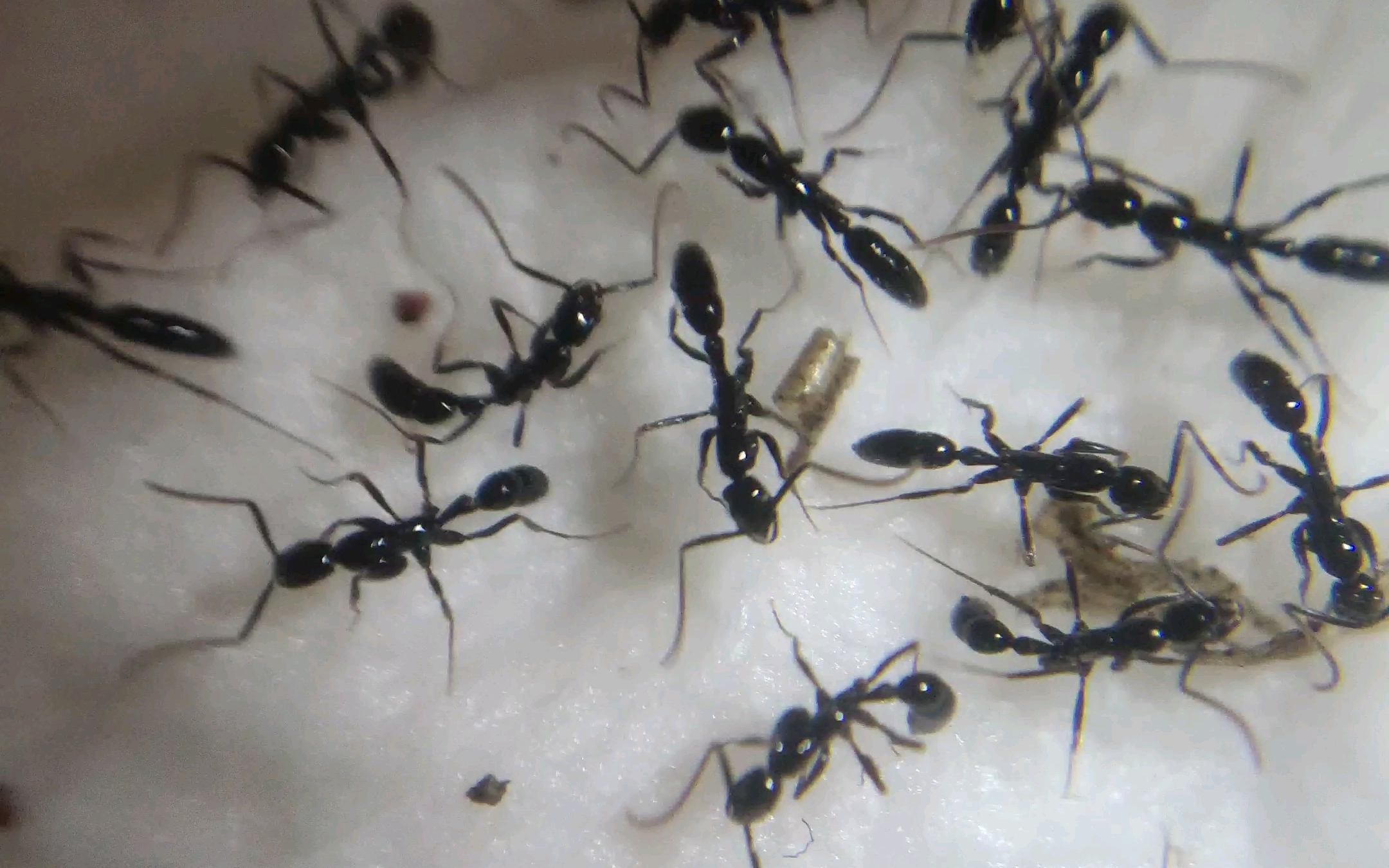 细颚猛蚁属 leptogenys sp.