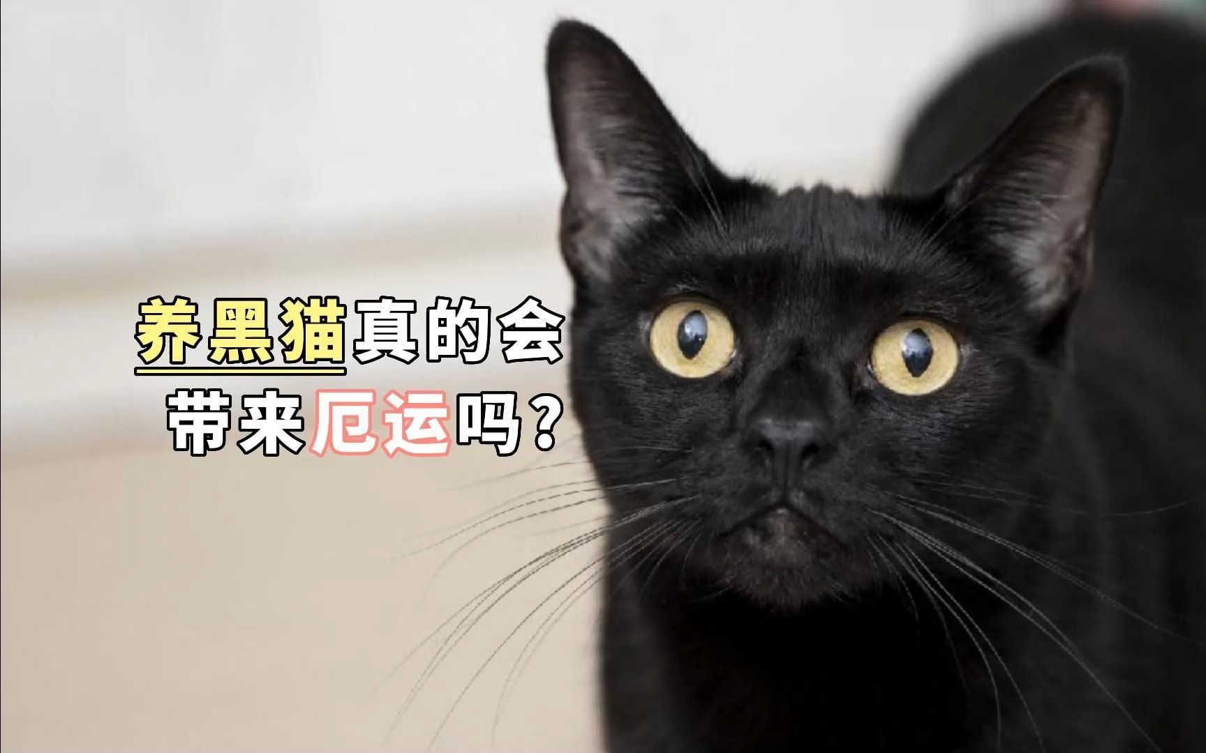 养黑猫真的会带来厄运吗?哔哩哔哩bilibili