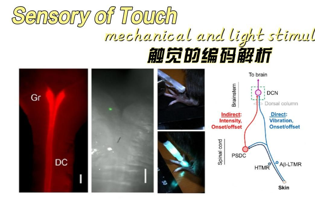 [图]sensory of touch